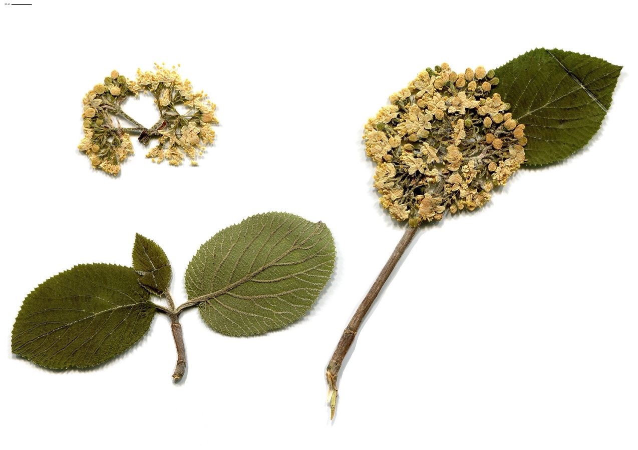 Viburnum lantana (Adoxaceae)